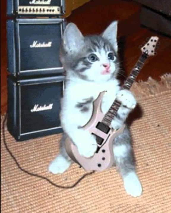 Gato rockero